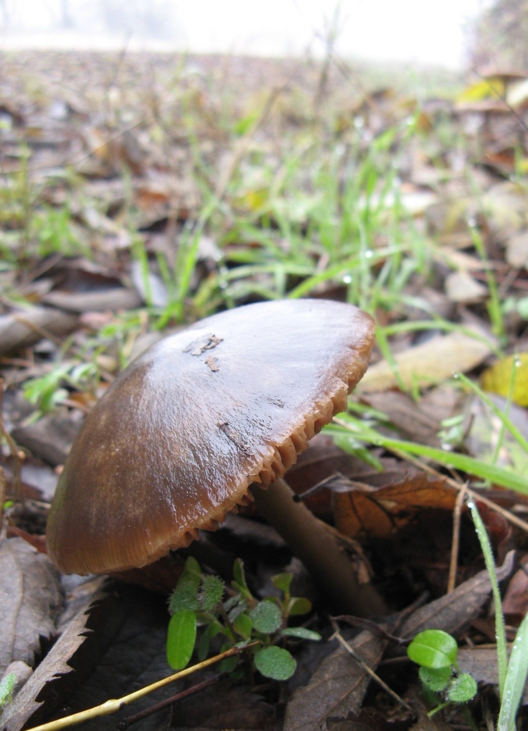 funghi invernali